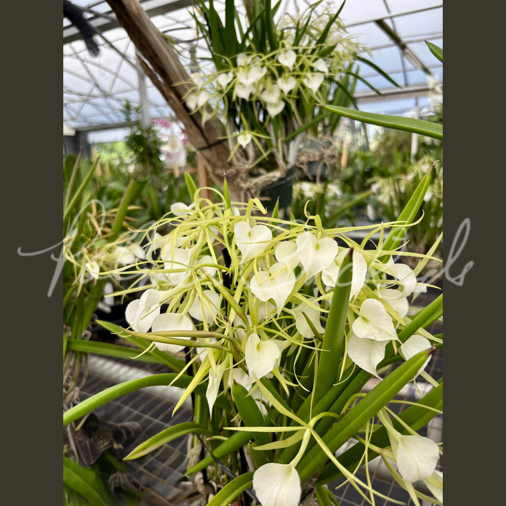 B. Little Stars — Palmer Orchids